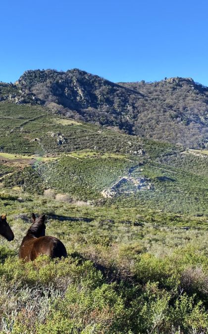 Location de la villa Casa di l'Ortu -  pour  à Calvi